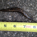 Limax maximus