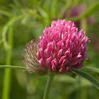 Red Clover