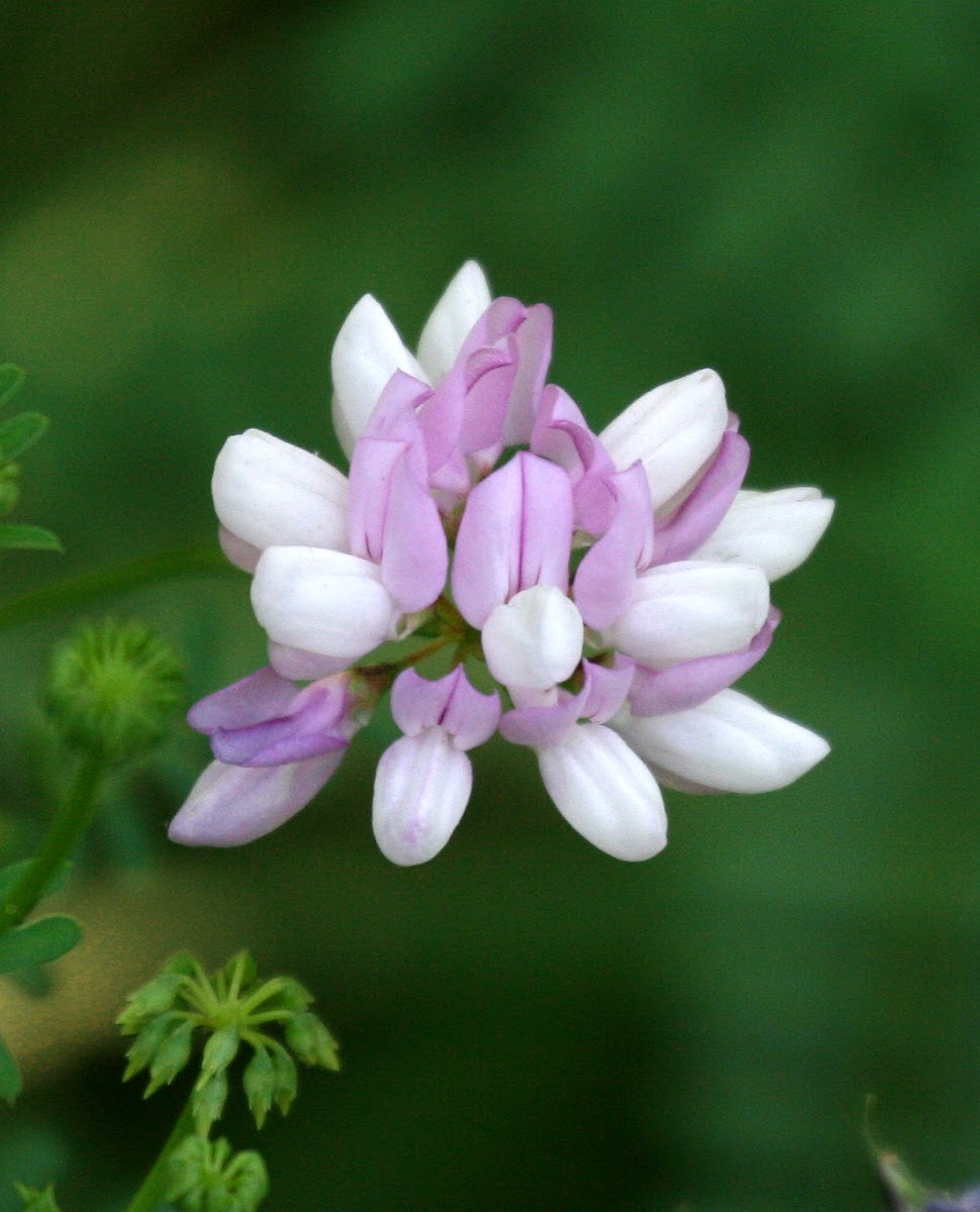 Crown Vetch