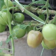 金勇DIY休閒農場