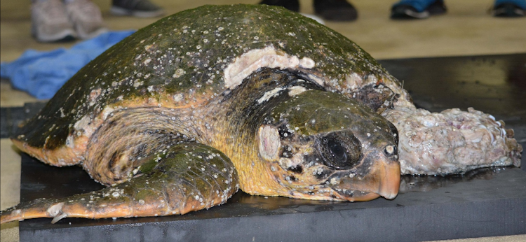 The injured loggerhead turtle was rescued in Durban.