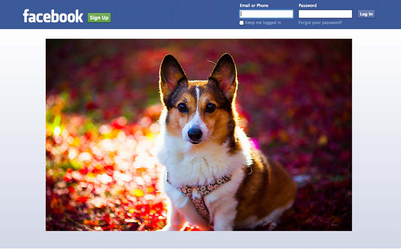 Sponsored Corgis Preview image 1