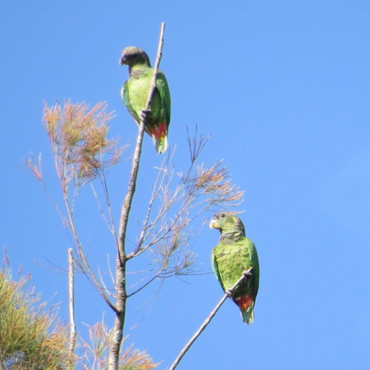 Scaly-headed parrot