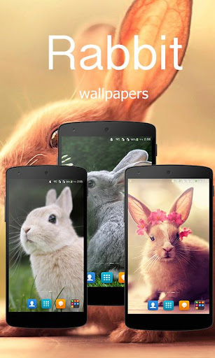 Beautiful Rabbit Wallpapers