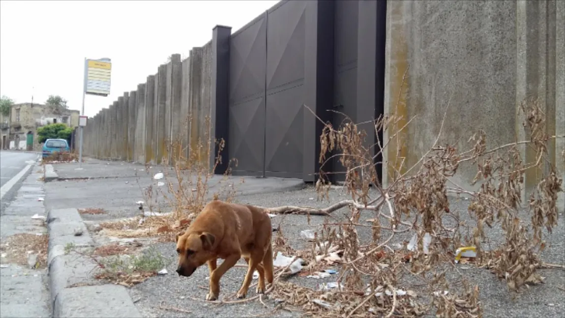 Un cane randagio davanti all'ingresso del centro municipale per cani