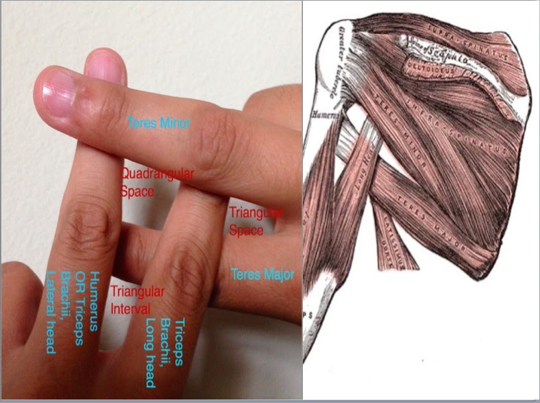 Trust Me, I'm a PA Student: Anatomy Tips and Tricks for Physician