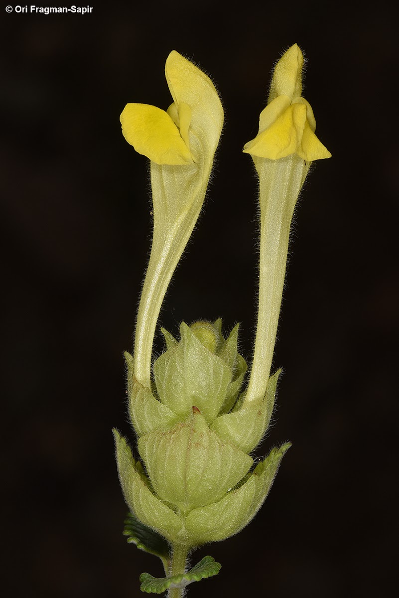 Oriental Skullcap