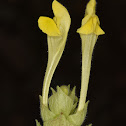 Oriental Skullcap