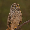 Short-eared Owl