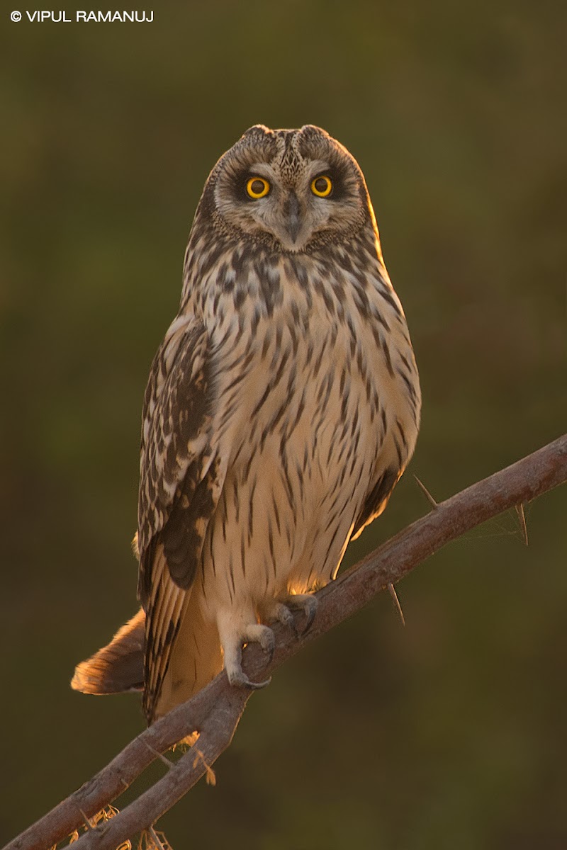 Short-eared Owl