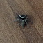 Jumping spider