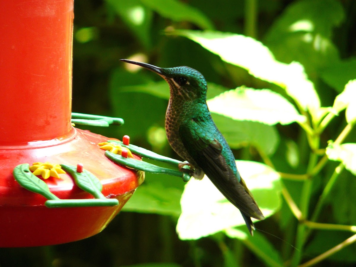 Green-crested Brilliant