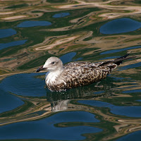 riflessi còorati ne,,'acqua di 