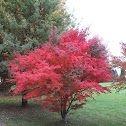 Japanese Maple