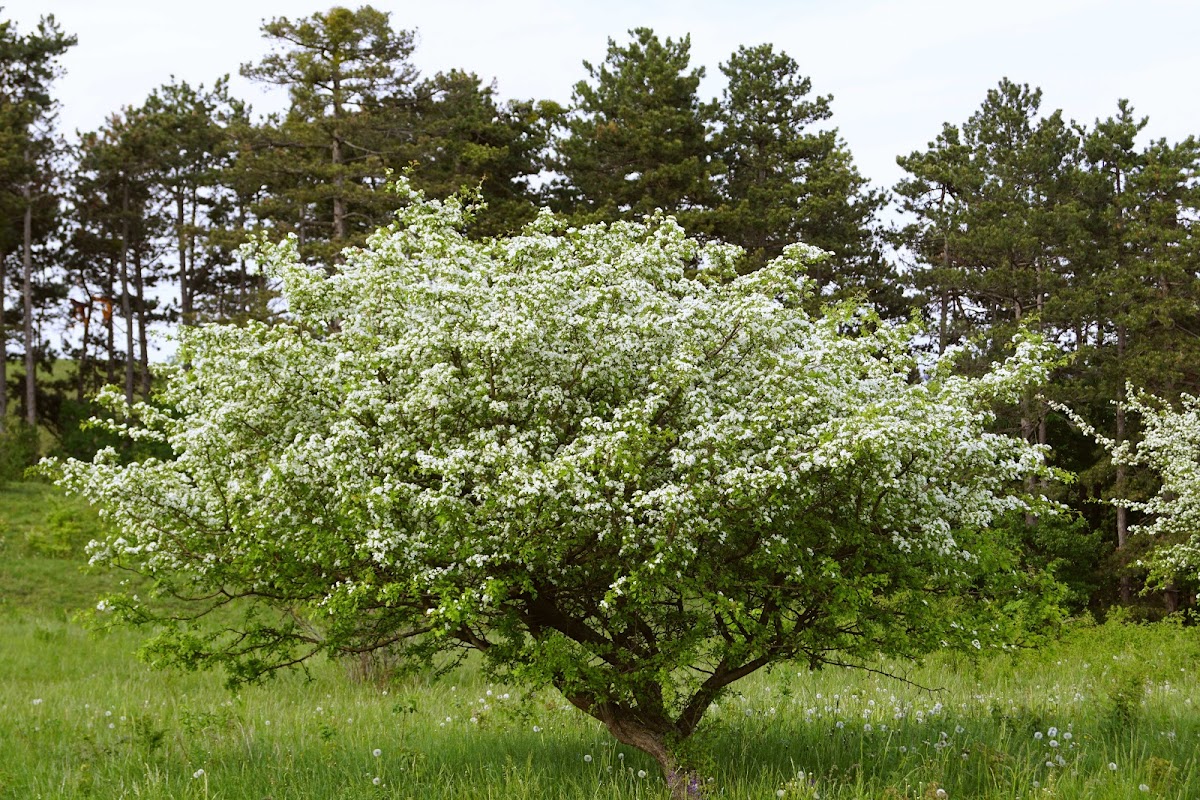 Hawthorn