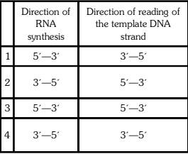 Transcription: Synthesis of RNA