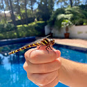 Banded Dragonfly