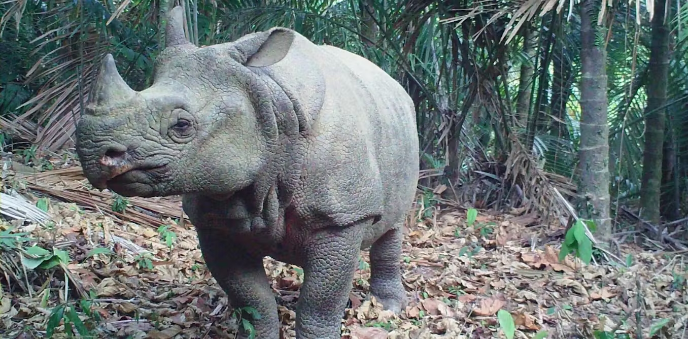 Badak Jawa (photo: The Conservation)