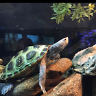 Diamondback Terrapin