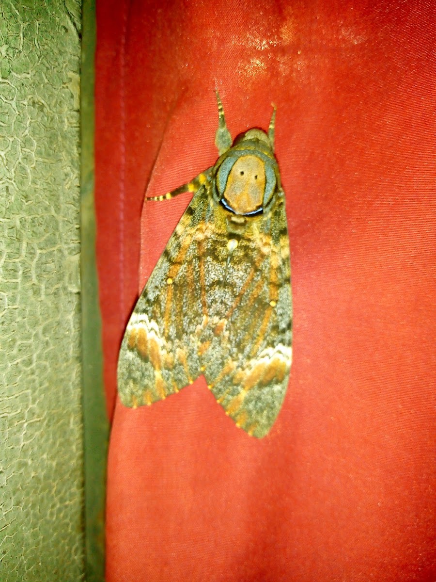 lesser death's head hawkmoth or