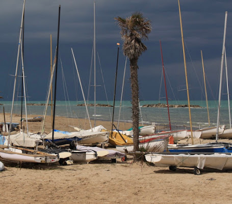 Palma...tra gli alberi! di Simone