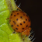 Twentyeight-spotted potato ladybird