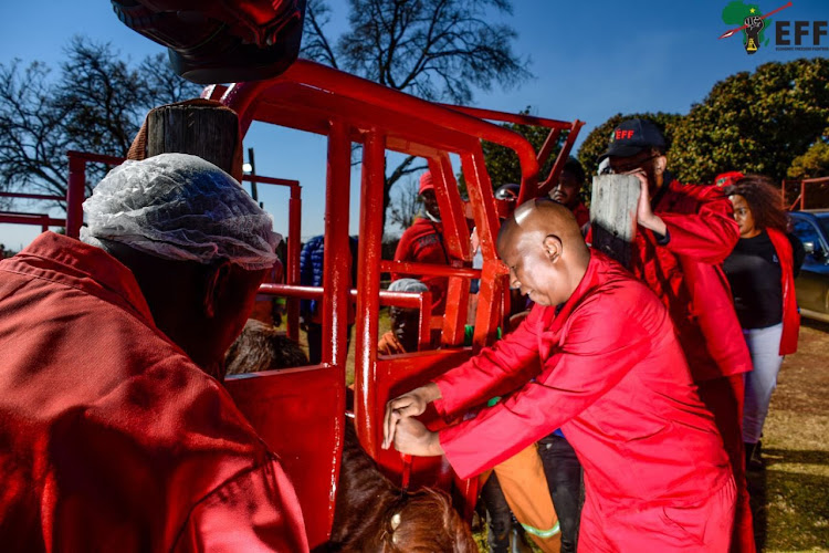 EFF leader Julius Malema is to face criminal charges for a botched attempt at slaughtering a cow, which left the animal in unnecessary pain and distress.