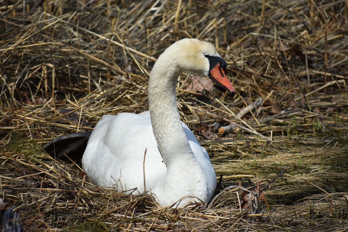 Mute Swan