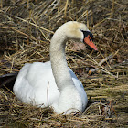 Mute Swan