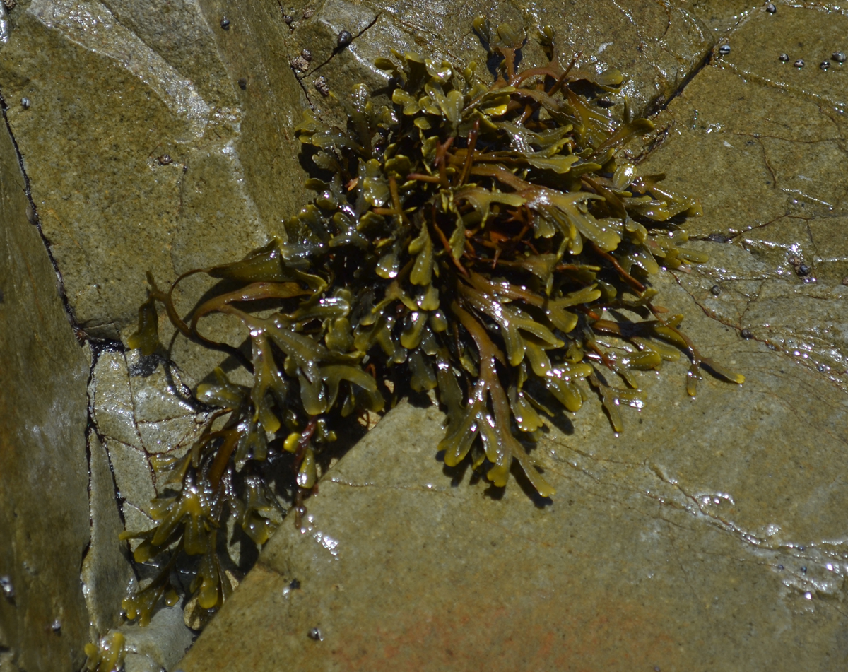 Unknown Rockweed