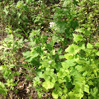 Garlic Mustard