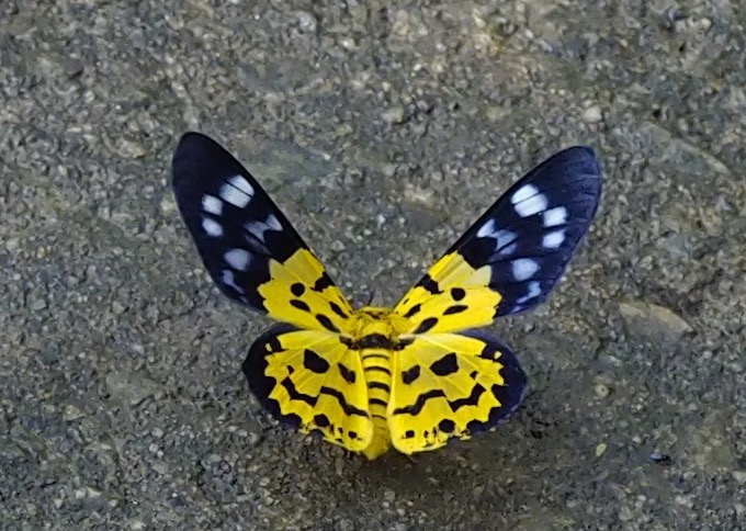 False Tiger Moth