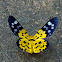 False Tiger Moth