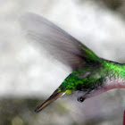 Coppery headed Emerald {Female}