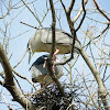 Black-crown night Heron