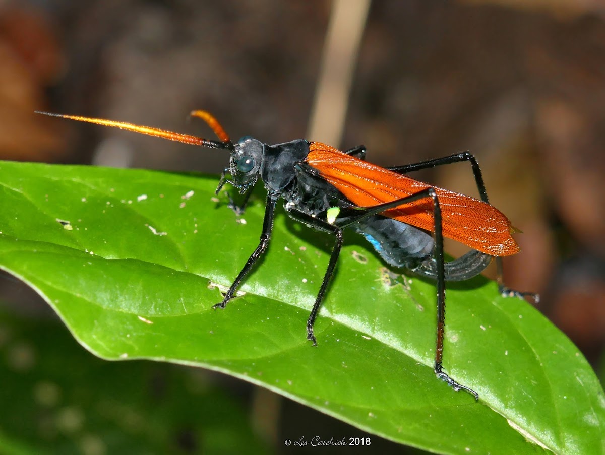 Tarantula hawk katydid