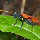 Tarantula hawk katydid