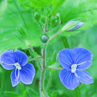 Speedwell