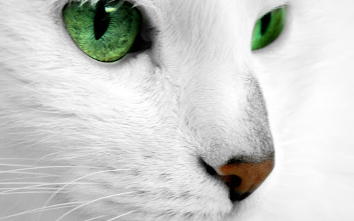 White Cat with Striking Green Eyes Gazing screenshot 2