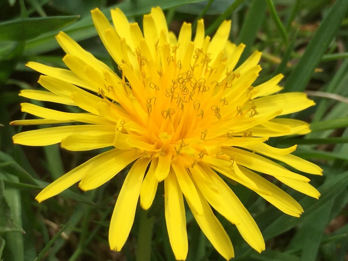 Dandelion