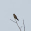 Kestrel