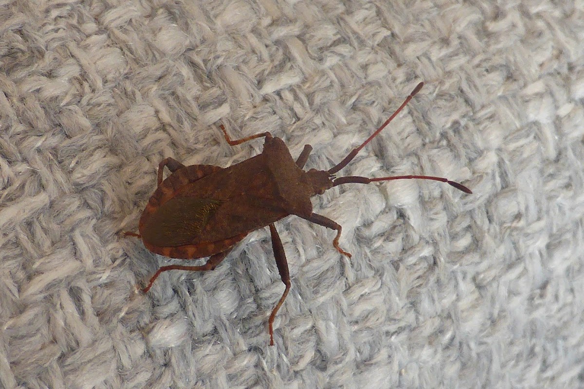 Dock bug