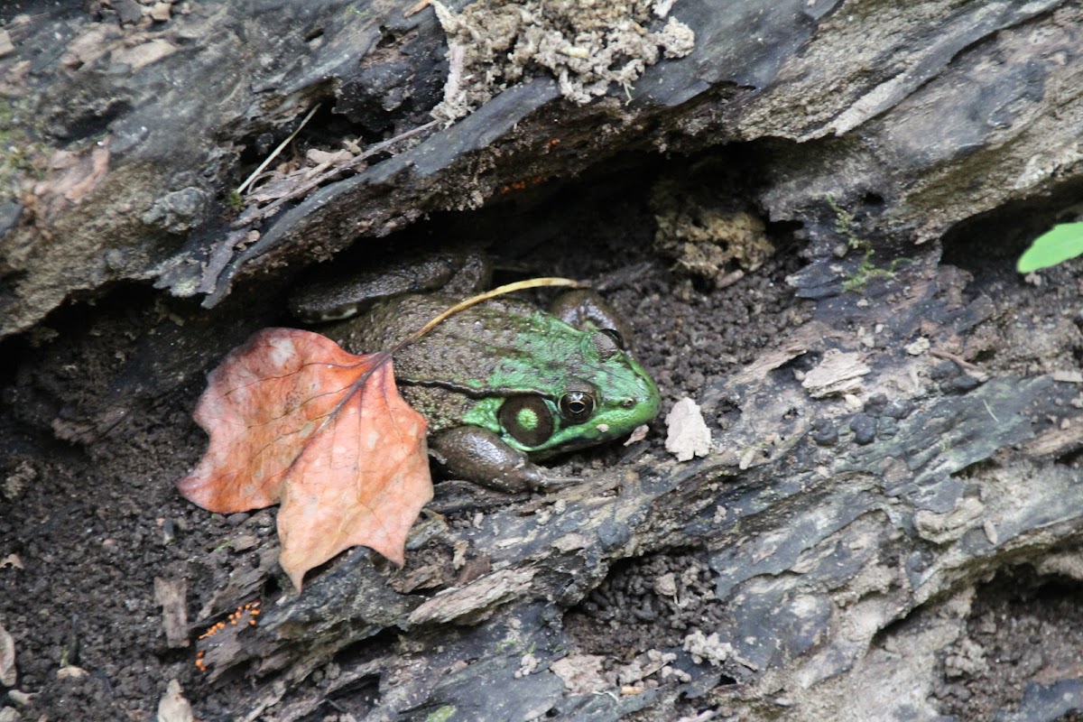 Green Frog