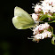 Margined White