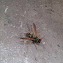 Eastern Yellowjacket