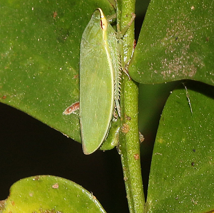 Leafhopper