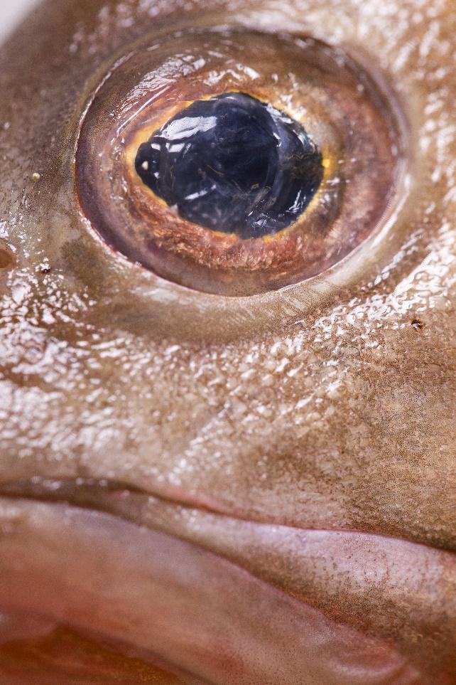 Fish Eyes: They're not just for grossing out your siblings anymore