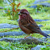 Pink-Browed Rosefinch