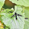 Crane Fly