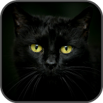 Cover Image of ดาวน์โหลด Find the cat 1.7 APK